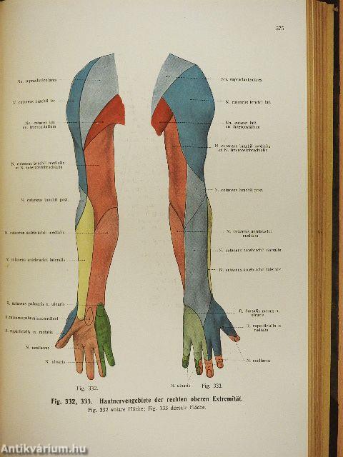 Rauber's Lehrbuch der Anatomie des Menschen Abteilung 5. (töredék)