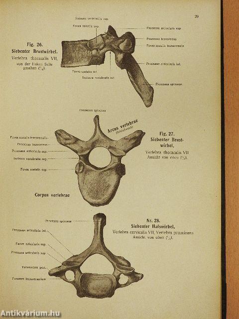 Rauber's Lehrbuch der Anatomie des Menschen 2. (töredék)