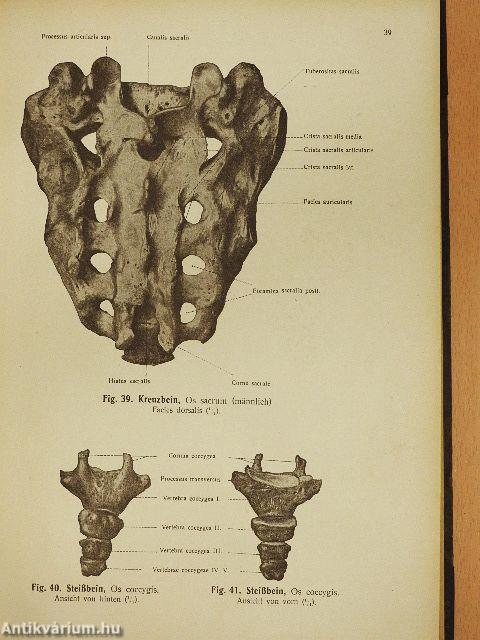 Rauber's Lehrbuch der Anatomie des Menschen 2. (töredék)