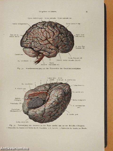 Lehrbuch der topographischen Anatomie