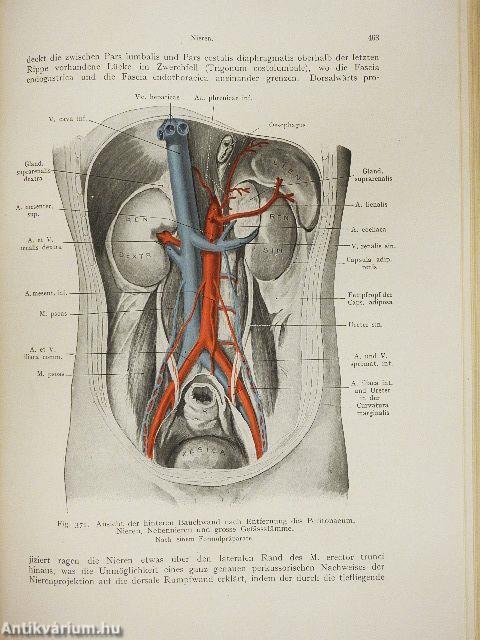 Lehrbuch der topographischen Anatomie