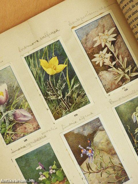 De bloemen in onzen tuin