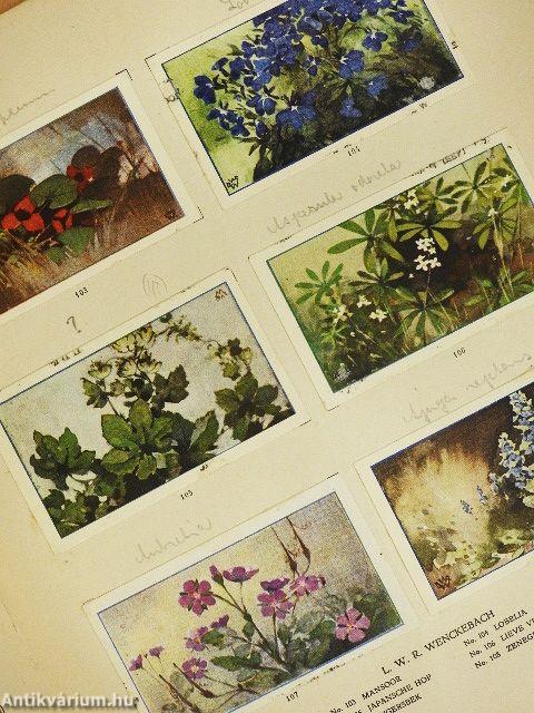 De bloemen in onzen tuin