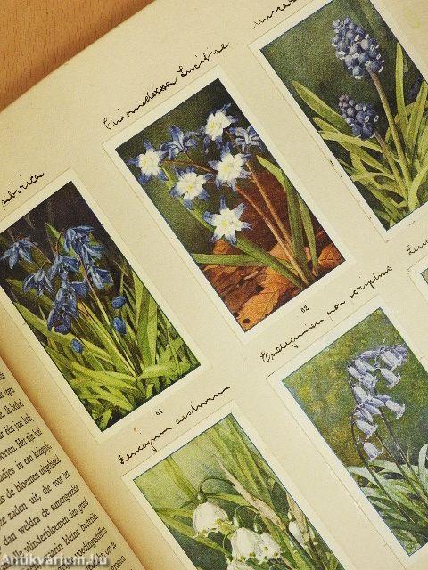 De bloemen in onzen tuin