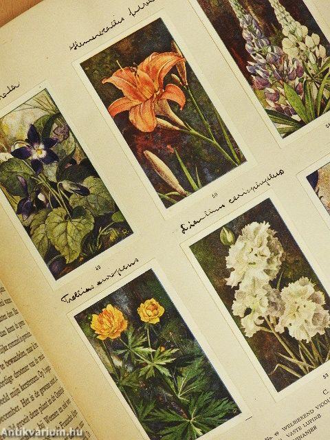 De bloemen in onzen tuin