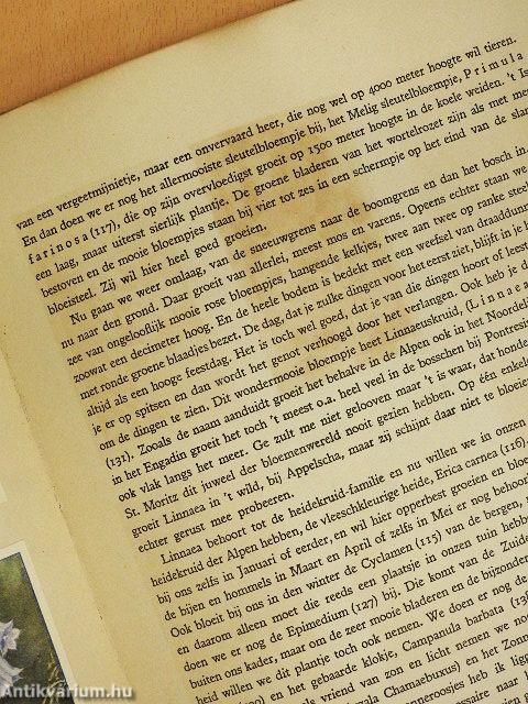 De bloemen in onzen tuin