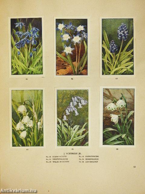 De bloemen in onzen tuin