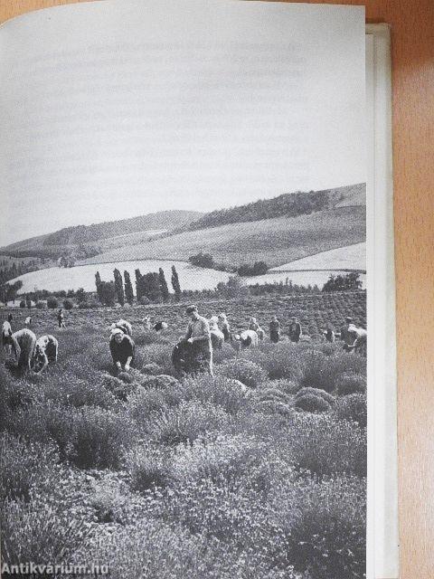 Zalamente, Somogyország