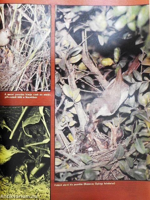 Élet és Tudomány 1985. (fél évfolyam)