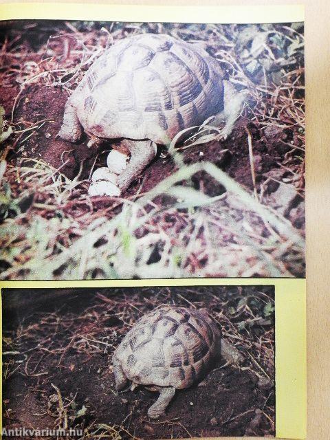 Élet és Tudomány 1986. (nem teljes évfolyam)