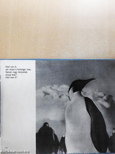 Egy pingvinfióka története