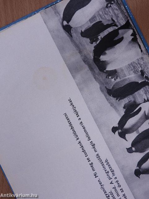 Egy pingvinfióka története