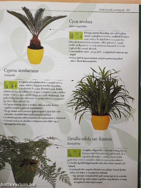 Szobanövények A-tól Z-ig