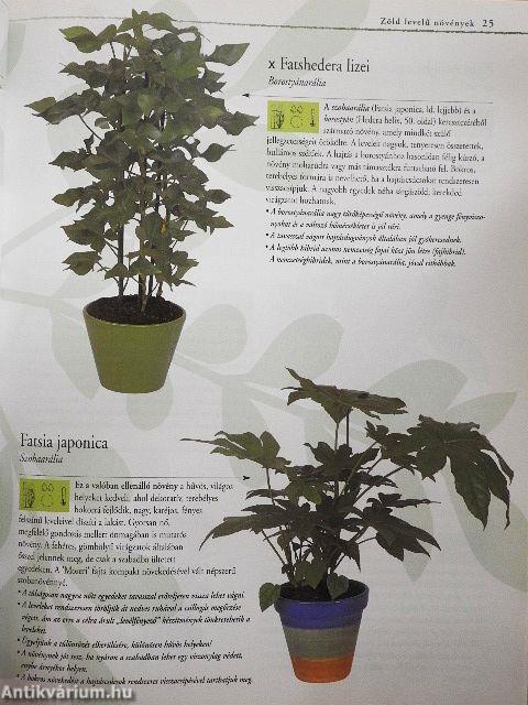 Szobanövények A-tól Z-ig