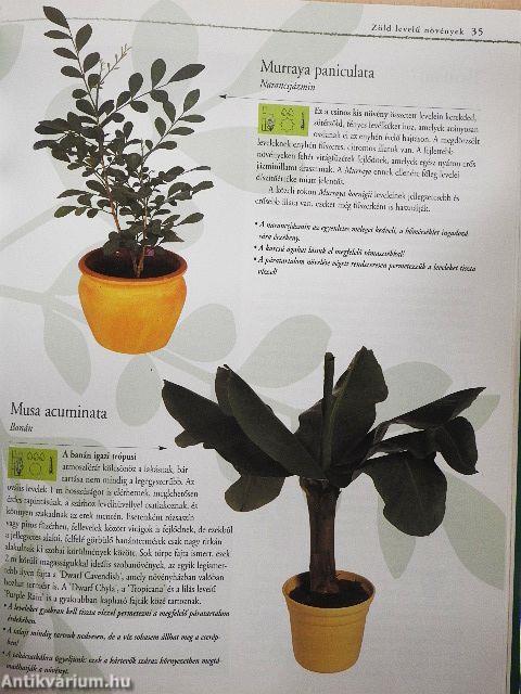 Szobanövények A-tól Z-ig