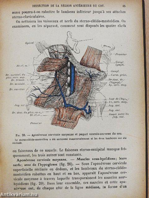 Précis d'anatomie et de dissection I.