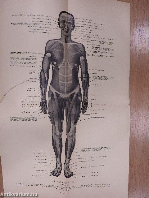 Az ember testi és lelki élete, egyéni és faji sajátságai