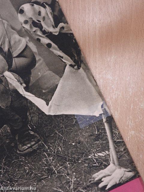 Világ Ifjúsága 1963. május