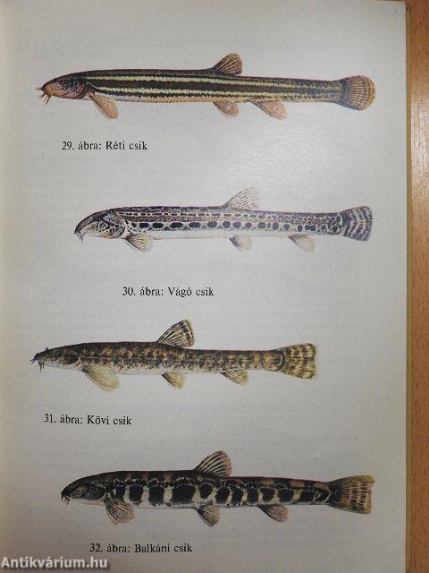 Amit a horgásznak tudnia kell