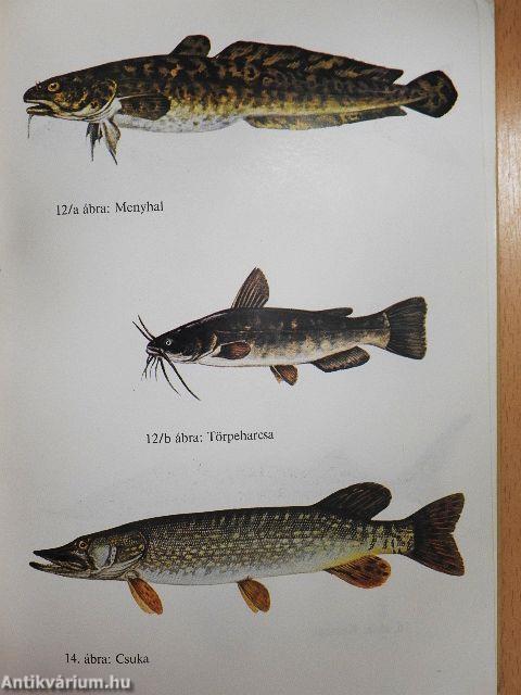 Amit a horgásznak tudnia kell