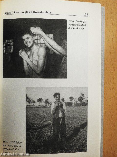 Szegfűk a Rózsadombon