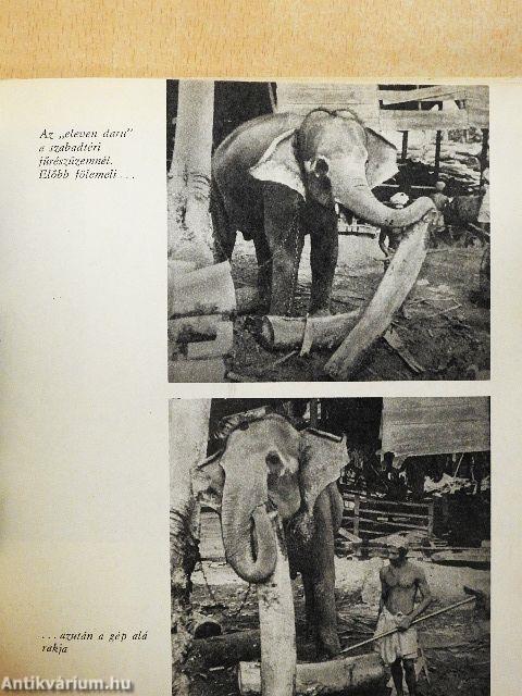 Colombótól Rotterdamig a Hungárián