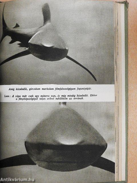 A csend világa