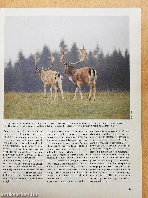 Caccia a palla Giugno 2000