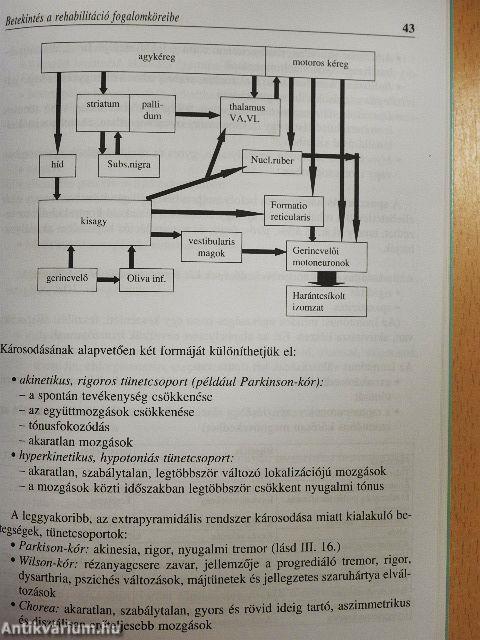 Betekintés a rehabilitáció fogalomköreibe I.