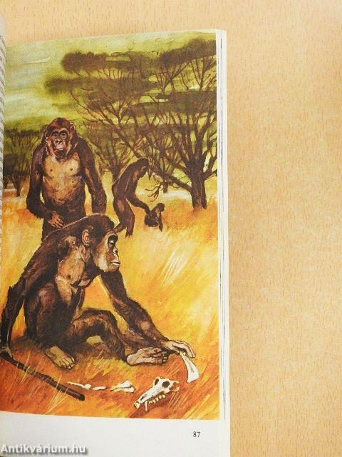 Emberősök, ősemberek