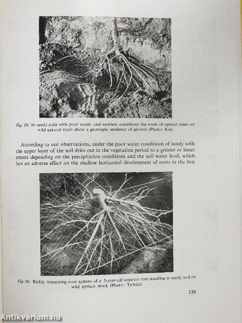 Root Location of Fruit-Trees and Its Agrotechnical Consequences