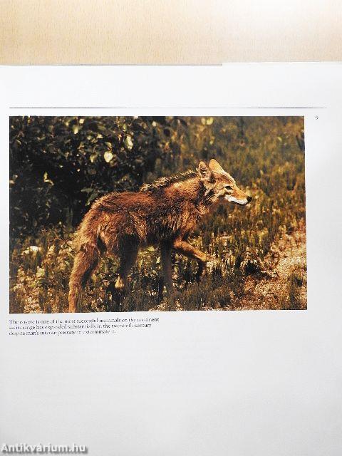 Game Animals of North America