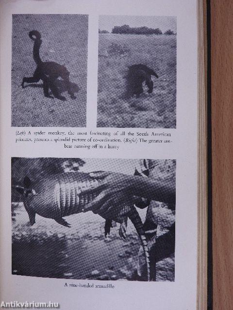 Hunting in the Wilderness
