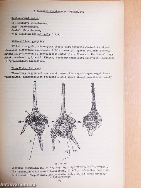 Növényrendszertani praktikum