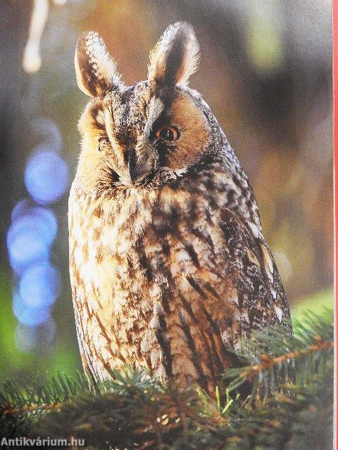 Bakancslista - Magyarország