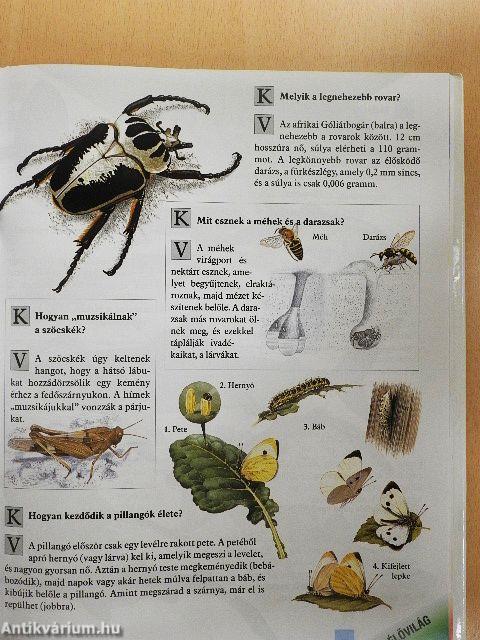 Kérdések és válaszok képeskönyve