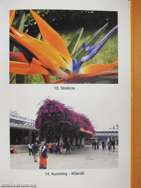 A sors játékai (dedikált példány)