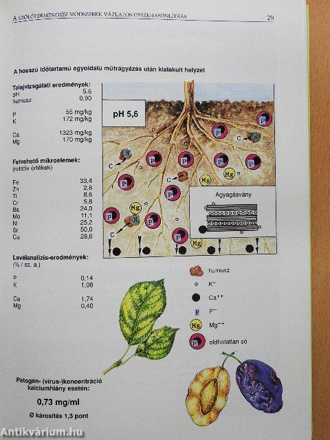 A szőlő növényvédelme