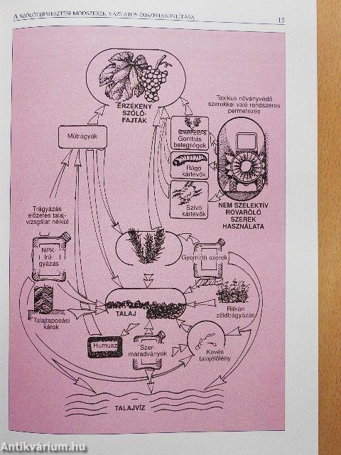 A szőlő növényvédelme