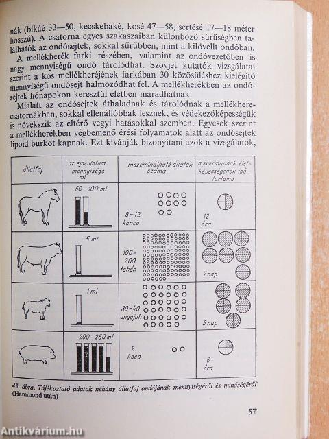 Fogamzás-szabályozás