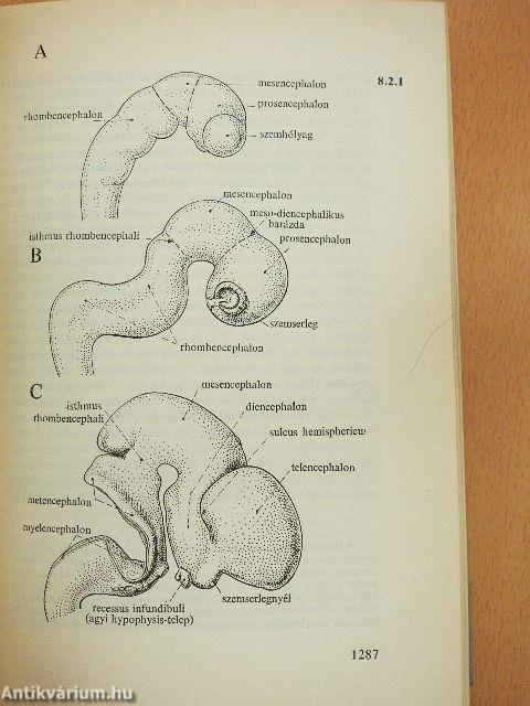 Functionalis anatomia 3.