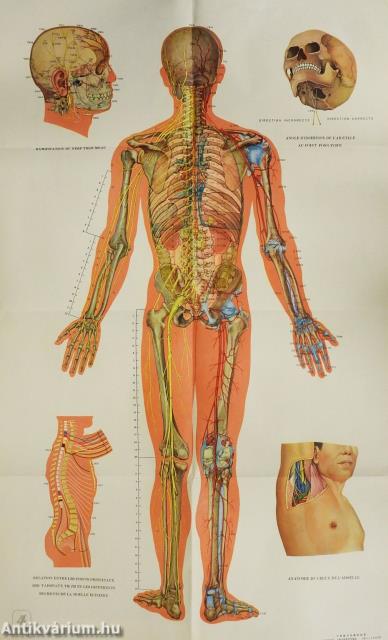 Cahier d'Explications pour les Planches Anatomiques des Points d'Acupuncture et des 14 Meridiens