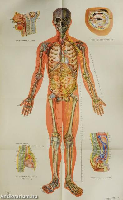 Cahier d'Explications pour les Planches Anatomiques des Points d'Acupuncture et des 14 Meridiens