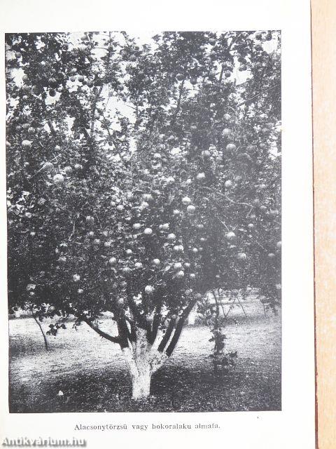 Gyakorlati gyümölcstermesztés