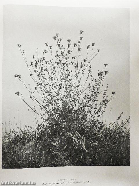 A magyar növényvilág képeskönyve