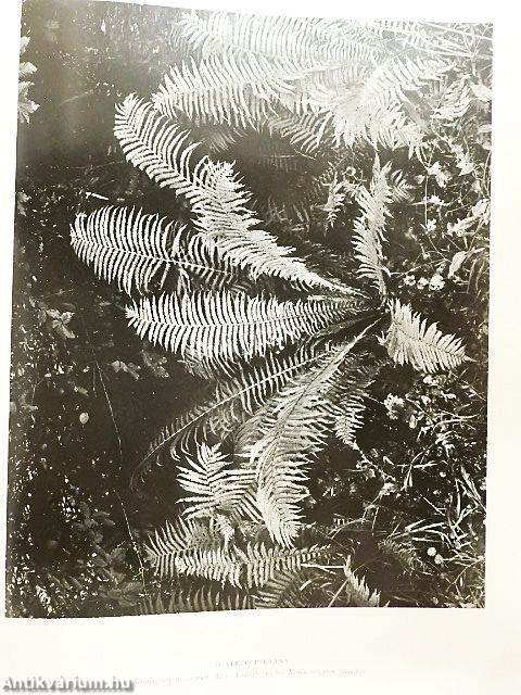 A magyar növényvilág képeskönyve