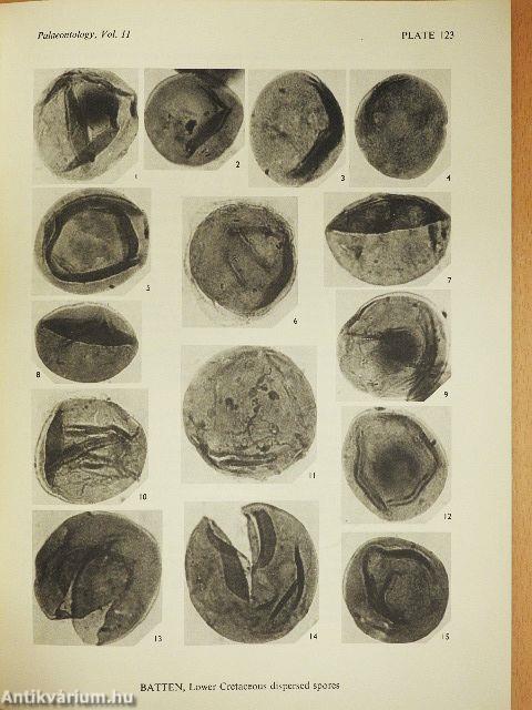 Probable dispersed spores of Cretaceous Equisetites