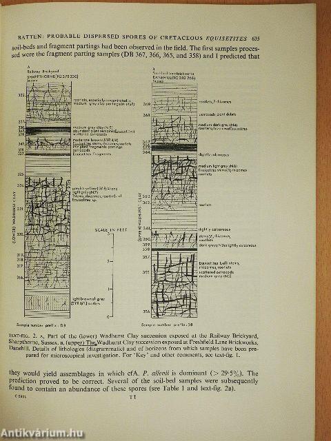 Probable dispersed spores of Cretaceous Equisetites