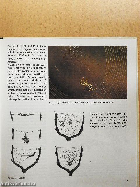 Az állatvilág építőmesterei