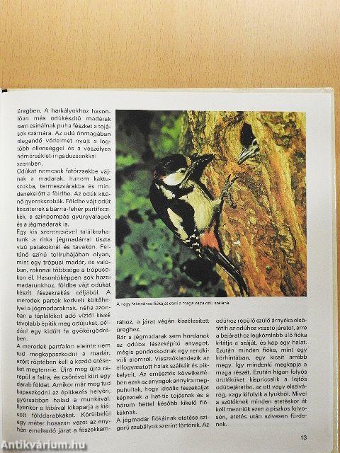 Az állatvilág építőmesterei